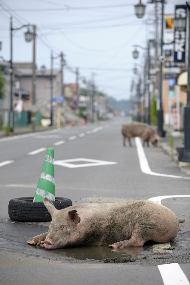 Yasusuke-Ota-Namie-Machi-pigs