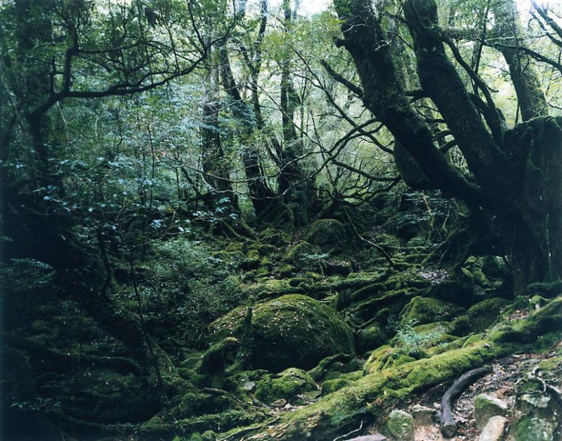 Thomas Struth – Paradise 13 (Yakushima, Japan), 1999