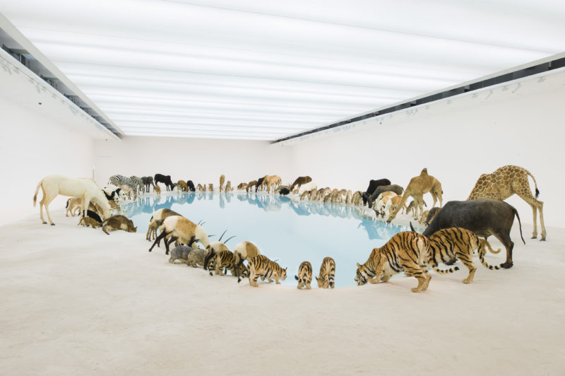 Cai Guo-Qiang - Wateringhole, 99 life-sized replicas of various animals, water, sand, 2013, Brisbane Gallery of Modern Art - 1