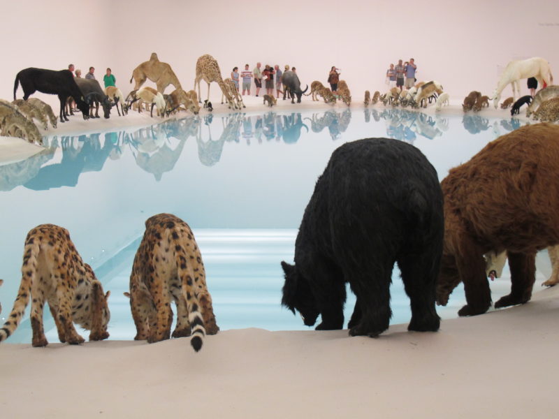 Cai Guo-Qiang - Heritage, Wateringhole, 99 life-sized replicas of various animals, water, sand, 2013, Brisbane Gallery of Modern Art