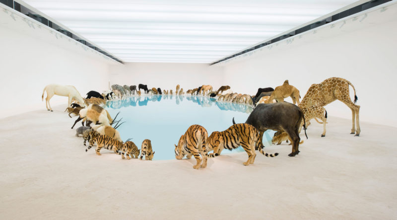 Cai Guo-Qiang – Wateringhole (detail), 99 life-sized replicas of various animals, water, sand, Gallery of Modern Art, Brisbane, Australia, 2013