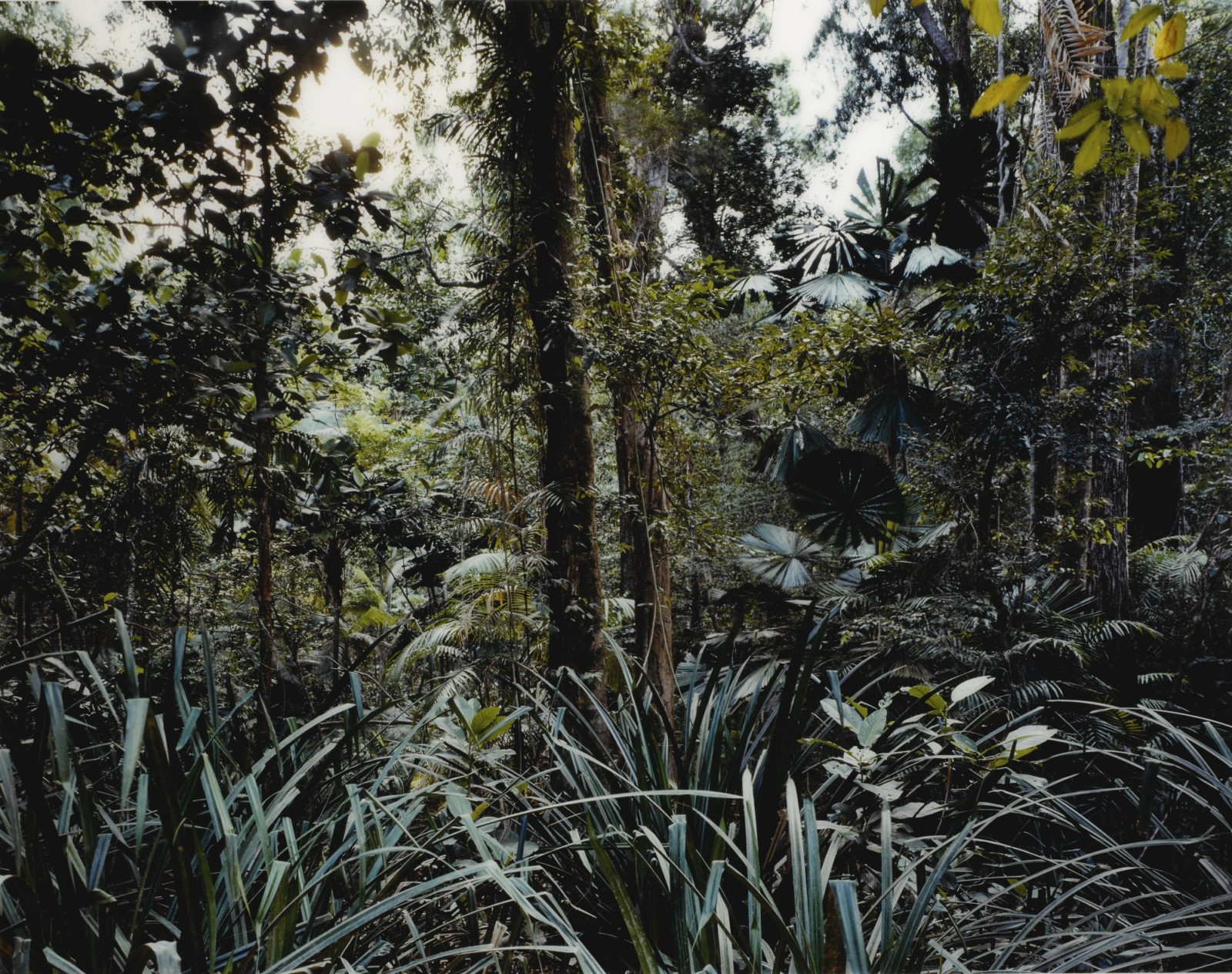Thomas Struth’s jungle photos may make you feel helpless