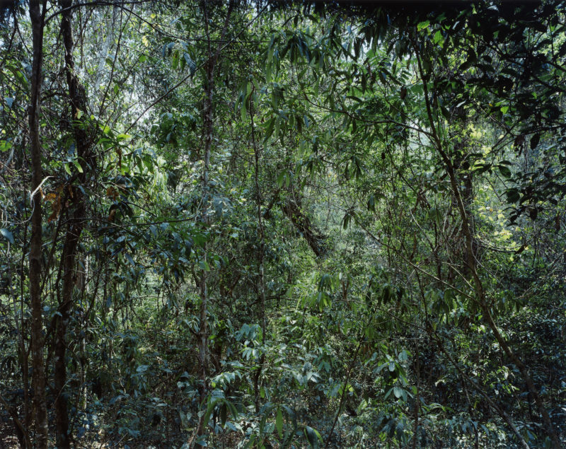 Thomas Struth - Paradiese 09,1999. China, Provinz Yunnan, Xi Shuang Banna; C-Print