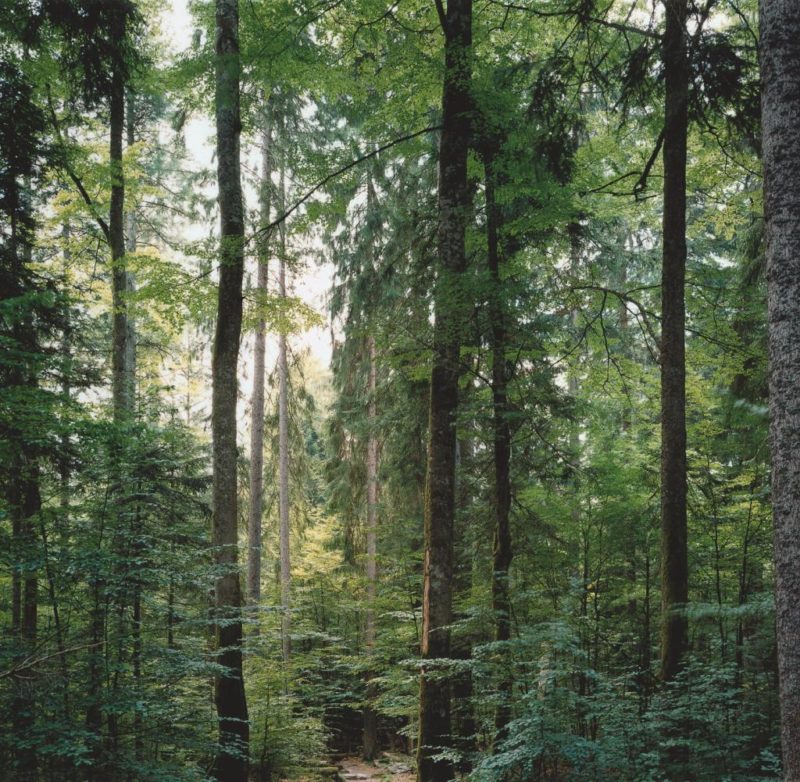 Thomas Struth - Paradise 19, Bayerischer Wald, 1999
