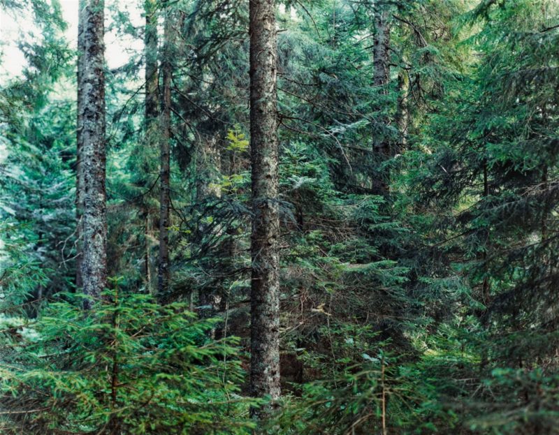 Thomas Struth, Paradise 20, Bayrischer Wald, 1999, Diasec, 138,5 x 178,5 cm