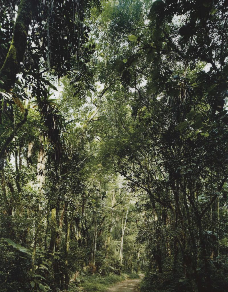 Thomas Struth - Paradise 23, São Francisco de Xavier, Brasil, 2001, Color coupler print, Diasec, 221x172.7 cm