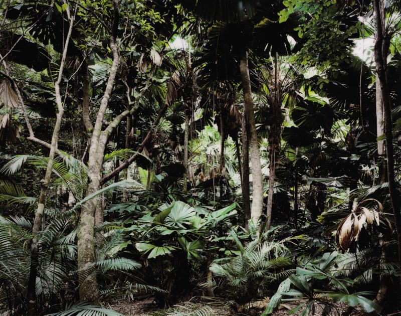 Thomas Struth – Paradise 2 (Pilgrim Sands, Daintree, Australia), 1998