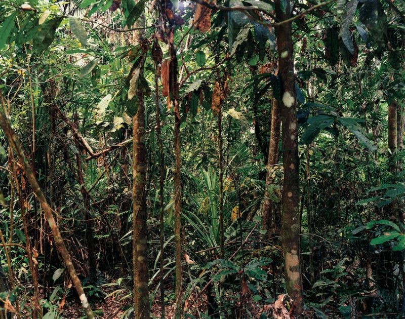 Thomas Struth – Paradise 4, Daintree, Australia, 1998