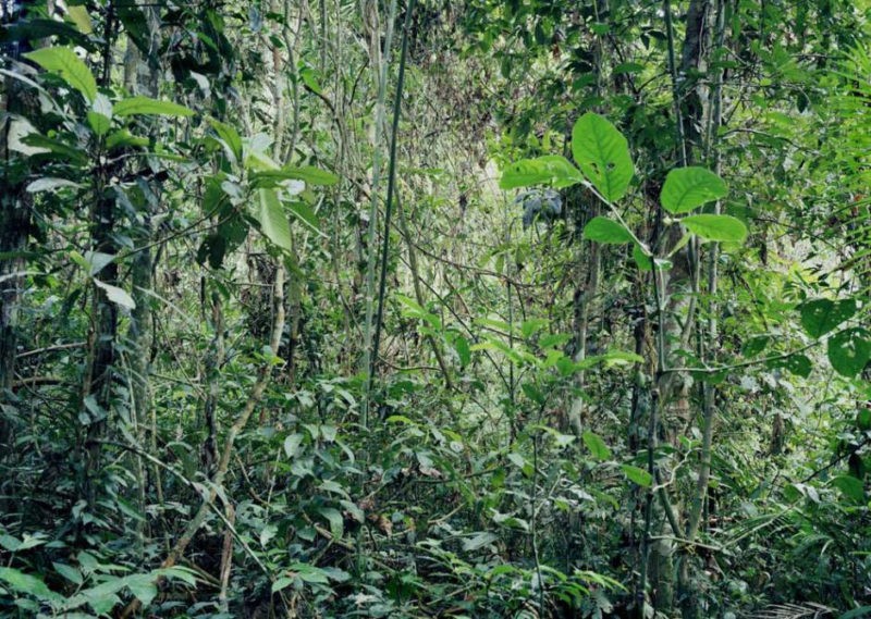 Thomas Struth’s jungle photos may make you feel helpless