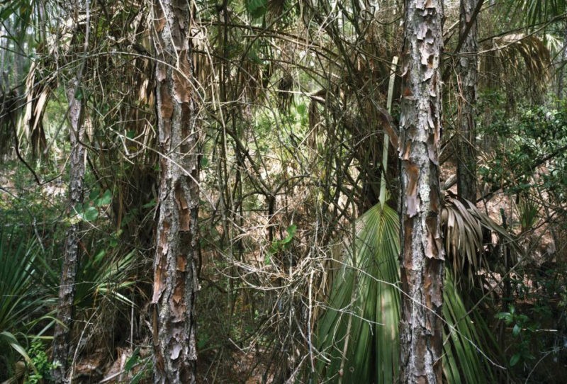 Thomas Struth – Paradise 36 (New Smyrna Beach, Florida), 2007