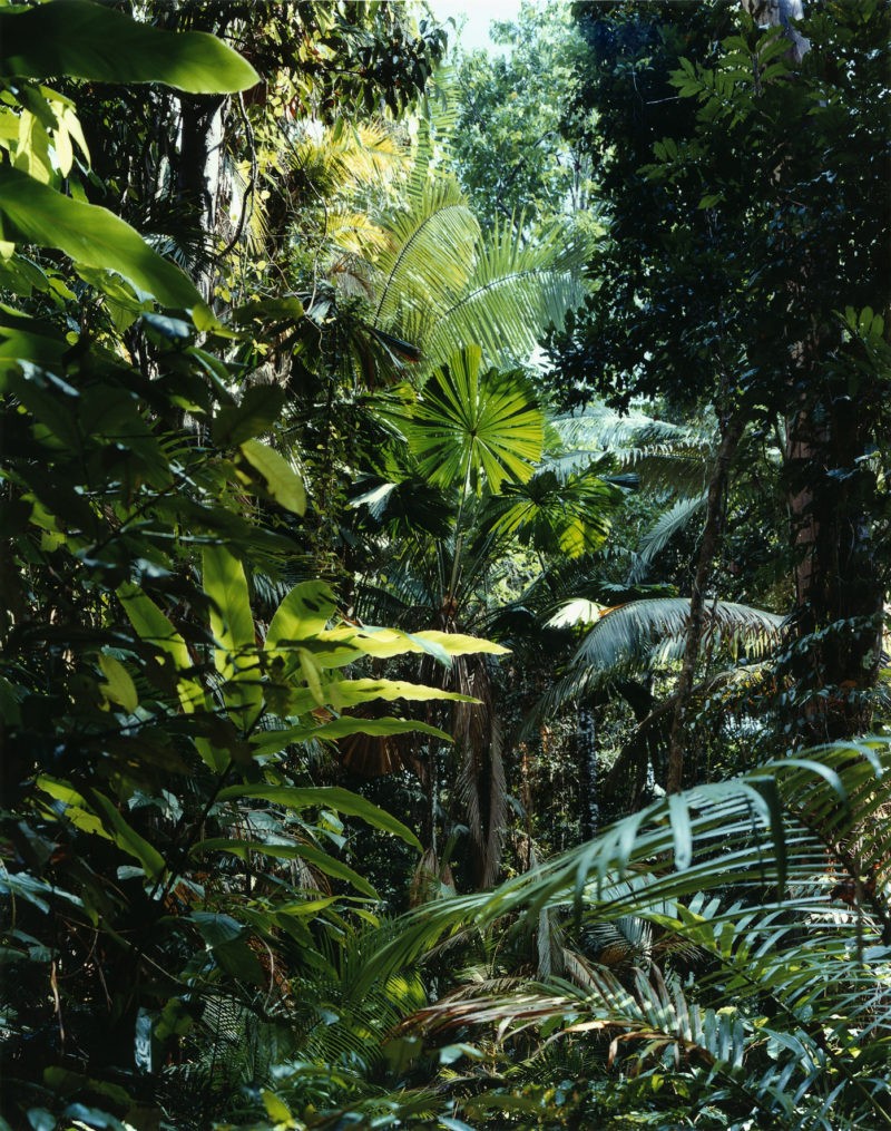 Thomas Struth - <em>Paradise 01 (Daintree, Australia)</em>, 1998