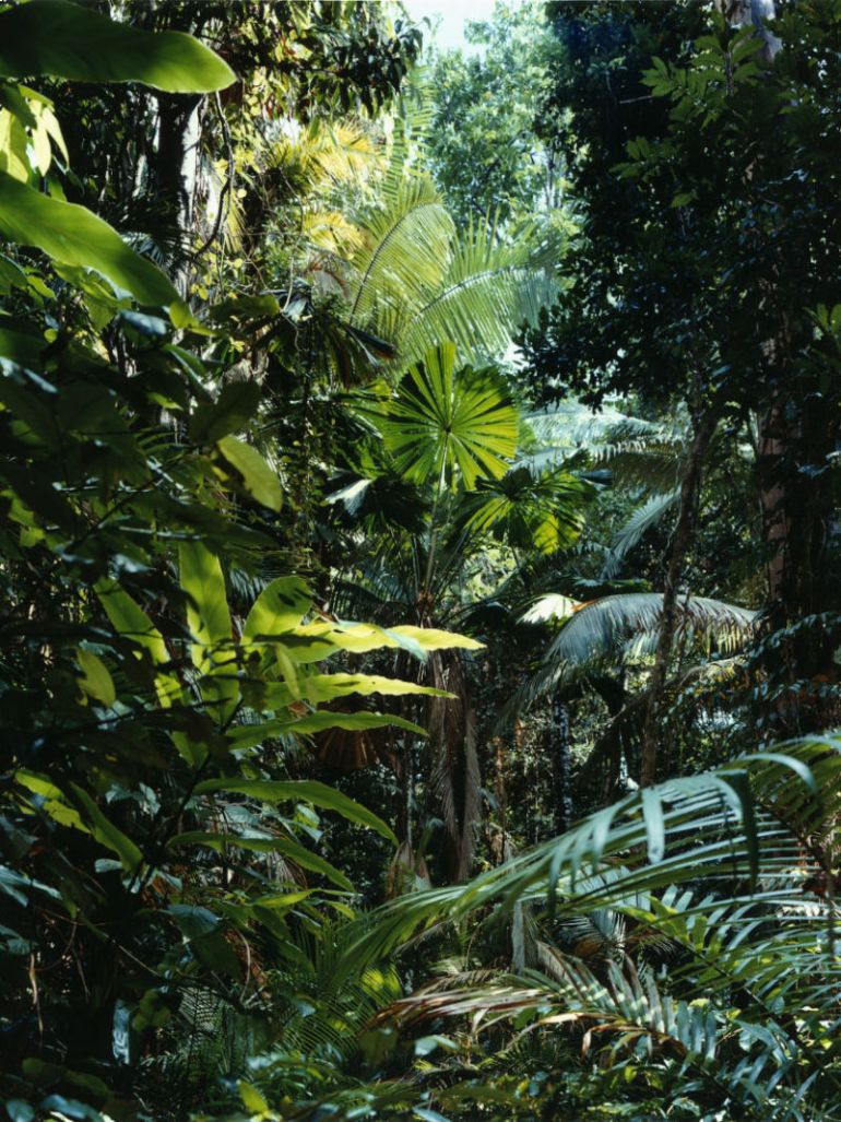 Thomas Struth's jungle photos may make you feel helpless