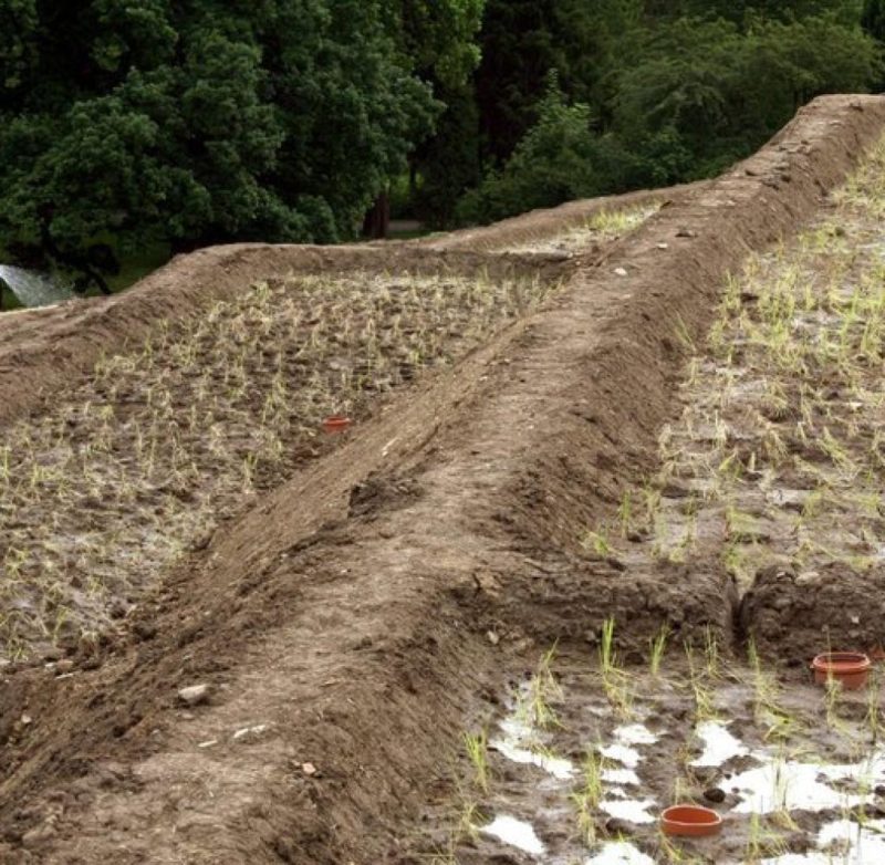 Sakarin Krue-on - Terraced Rice Fields, Schloss Wilhelmshoehe, Kassel, Germany, documenta12