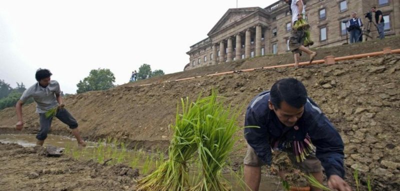 Sakarin Krue-on - Terraced Rice Fields, Schloss Wilhelmshoehe, Kassel, Germany, documenta12