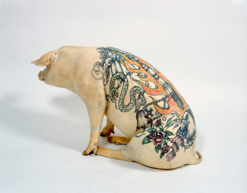 Wim Delvoye - Donata, 2005, stuffed, tattooed pig, 63x110x50cm 2