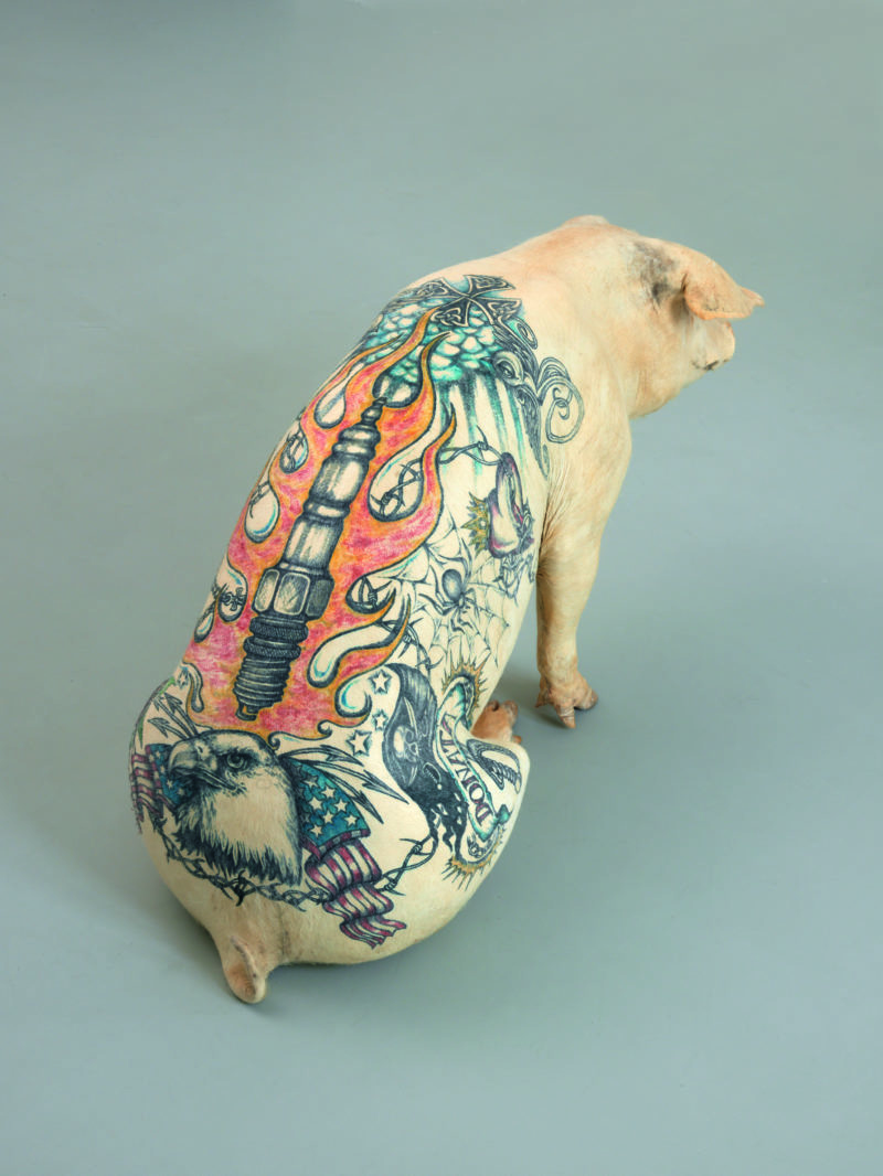 Wim Delvoye - Donata, 2005, stuffed, tattooed pig, 63x110x50cm