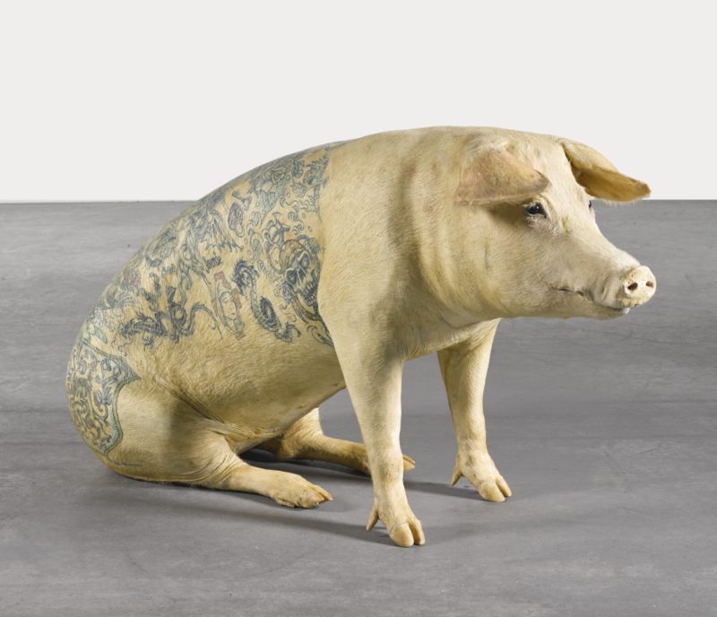 Wim Delvoye - Sylvie, 2006, stuffed tattooed pig 67.3 by 140.3 by 29.8 cm