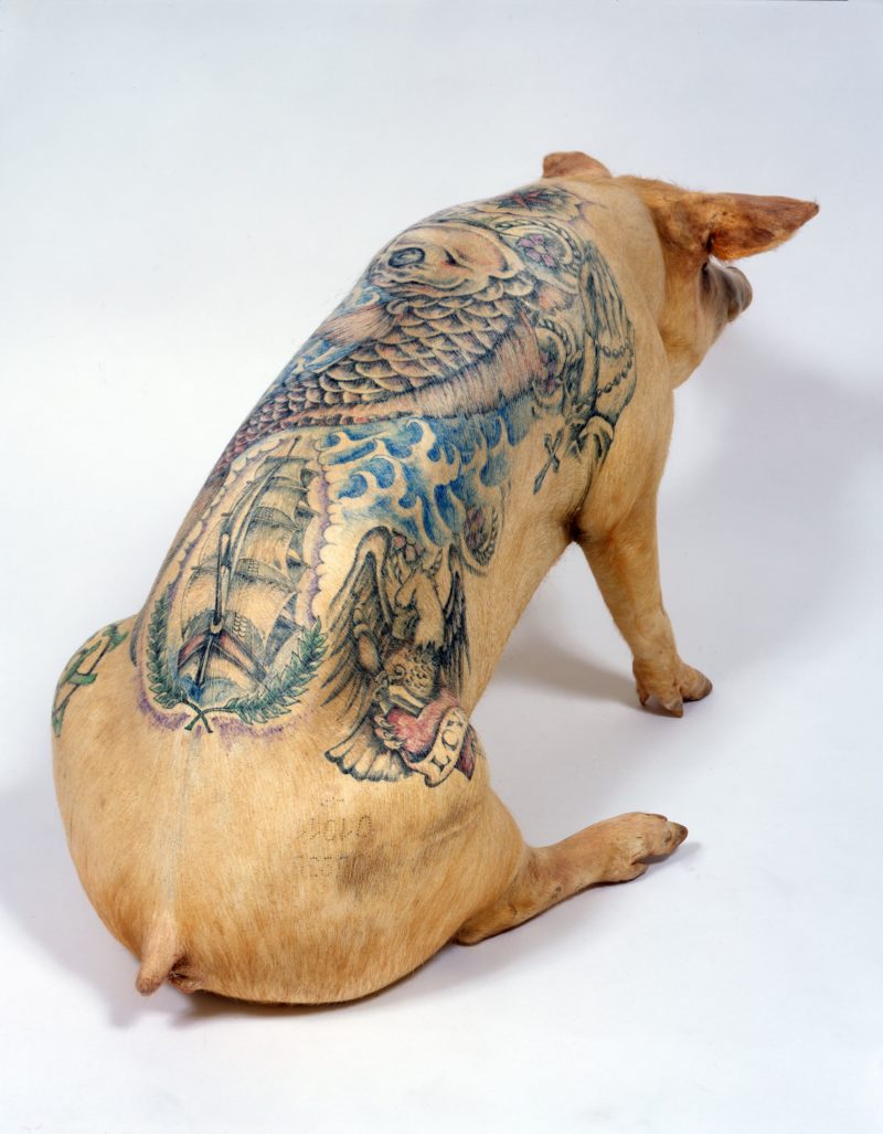 Wim Delvoye - tattooed pig 1