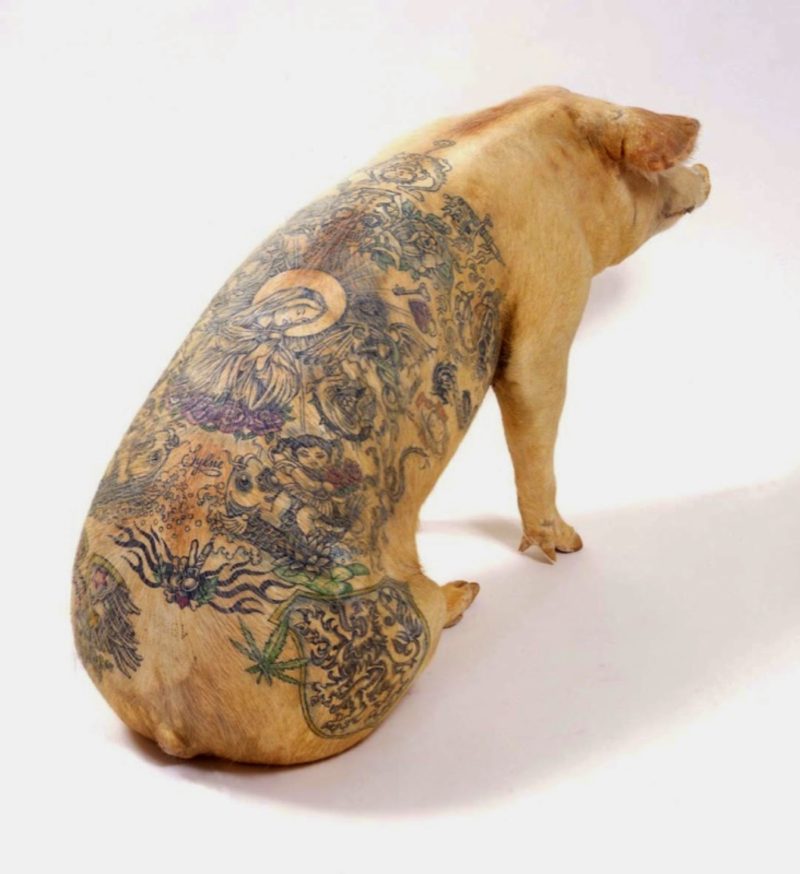 Wim Delvoye - tattooed pig 2