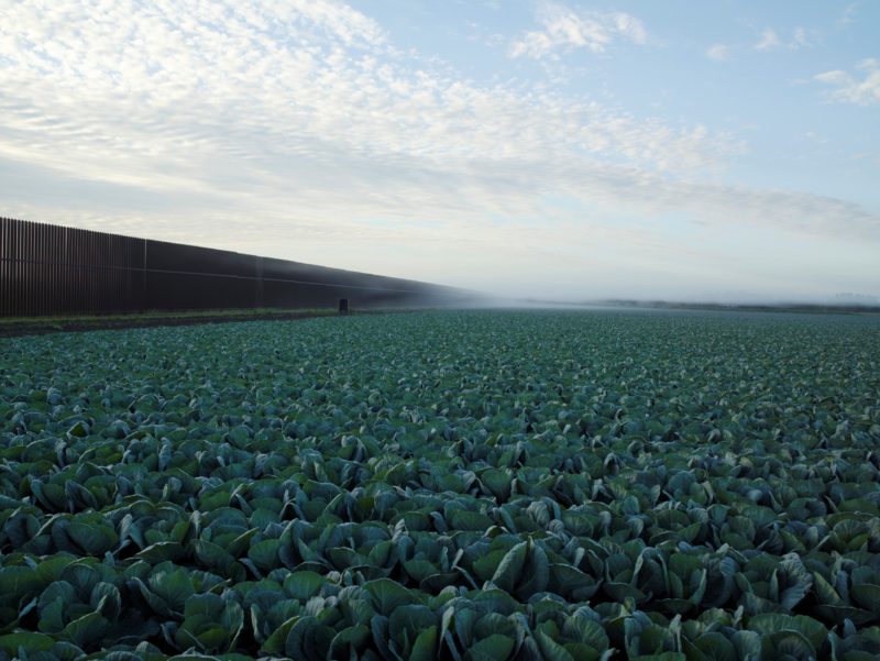 Richard Misrach - Cabbage Crop Near Brownsville, Texas, 2015