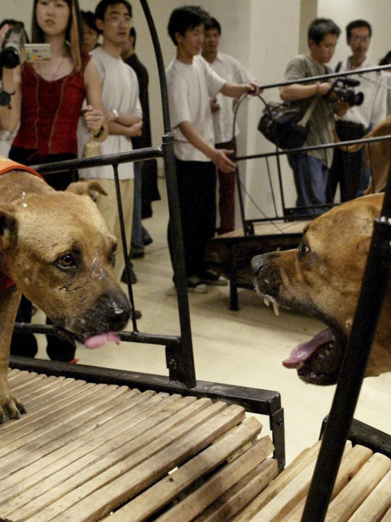Banned: Sun Yuan & Peng Yu's controversial dogs video