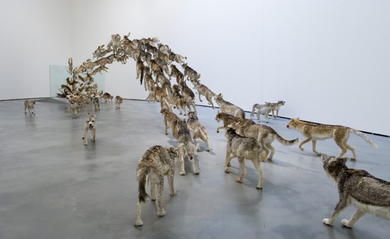 Cai Guo-Qiang, Head On, 2006, 99 life-sized replicas of wolves and glass wall, Guggenheim