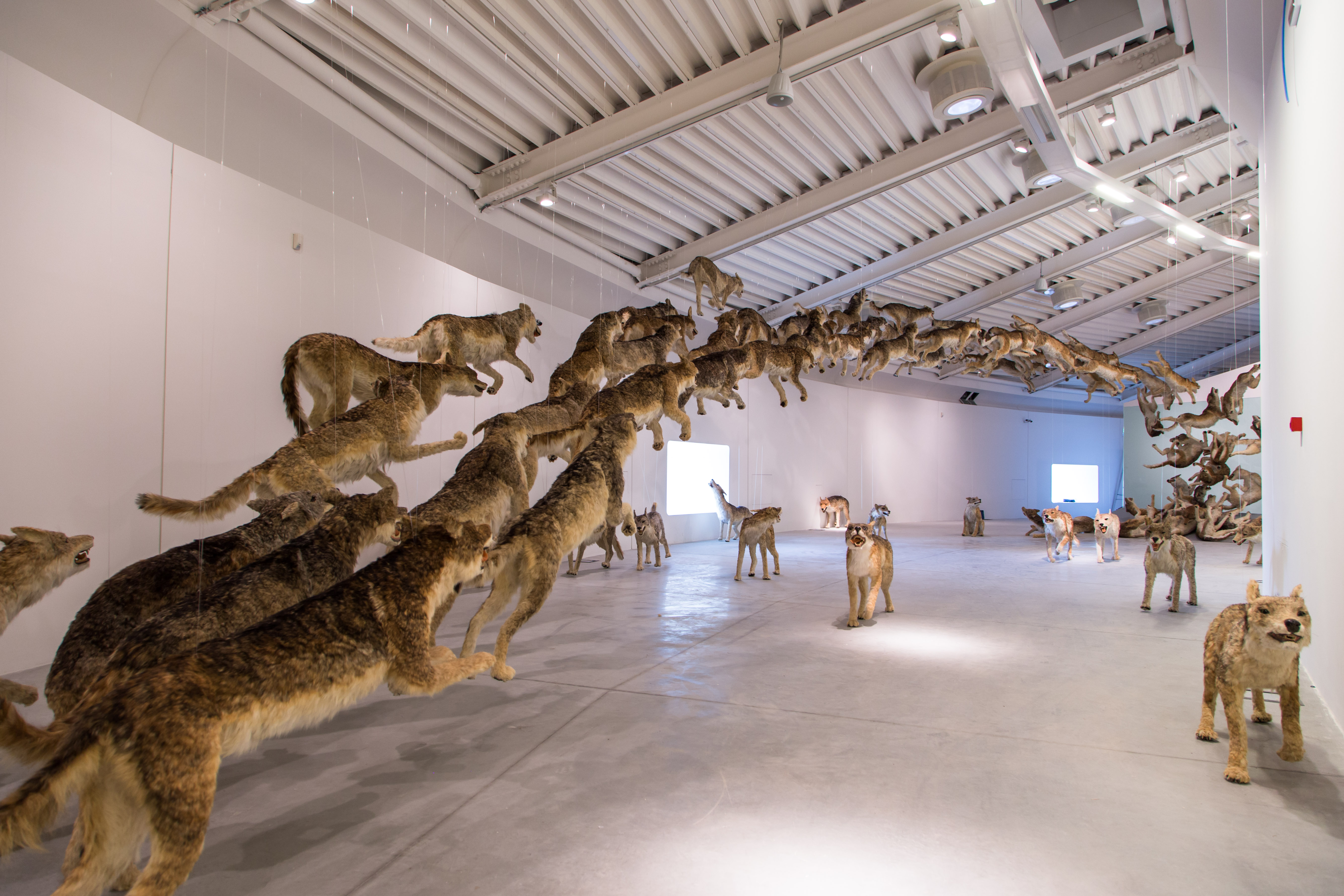 Cai Guo-Qiang’s Head On – 99 wolves crash into a glass wall