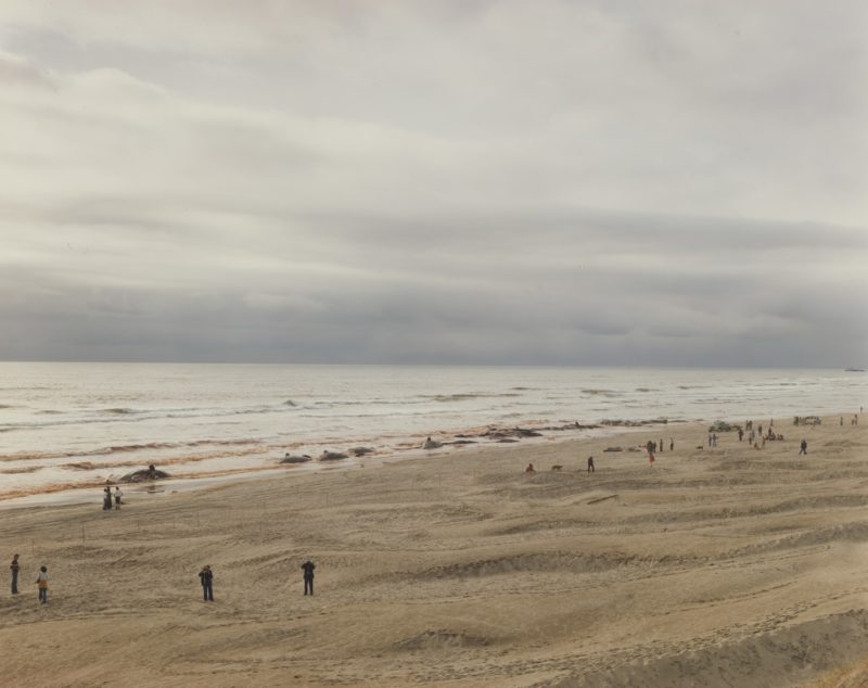 Joel Sternfeld - American Prospects, Approximately 17 of 41 Sperm Whales that Beached and Subsequently Died, Florence, Oregon June 1979