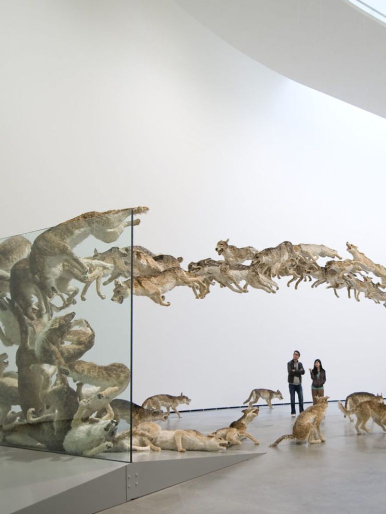 Cai-Guo-Qiang-Head-On-2006-99-life-sized-replicas-of-wolves-and-glass-wall-1-Guggenheim-feat