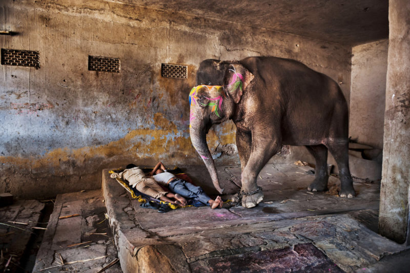 Steve McCurry - Mahouts sleep with their elephant