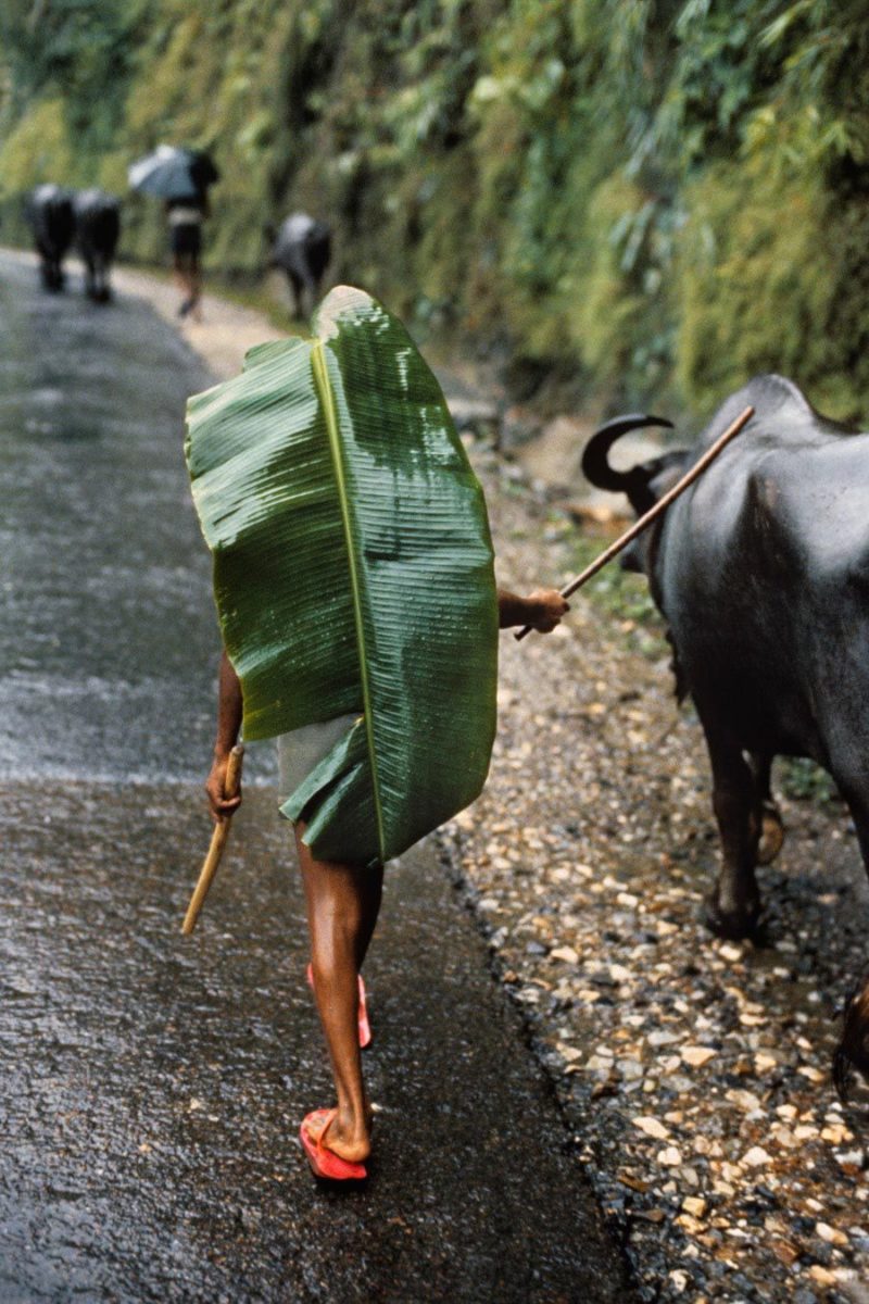 Steve McCurry - Banana leaf serves as an umbrella for a boy herding, 1984