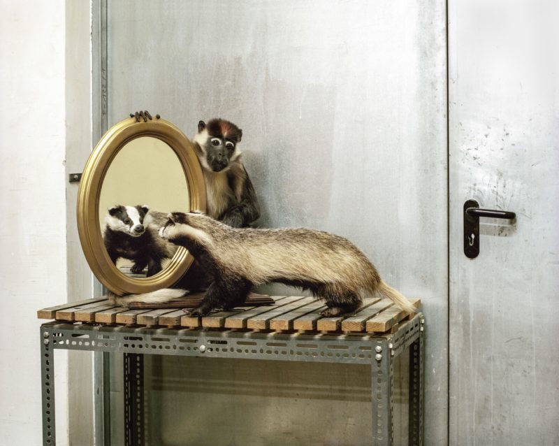 Klaus Pichler - Badger and money at the Museum of Natural History, Vienna, 2010, from Skeletons in the Closet