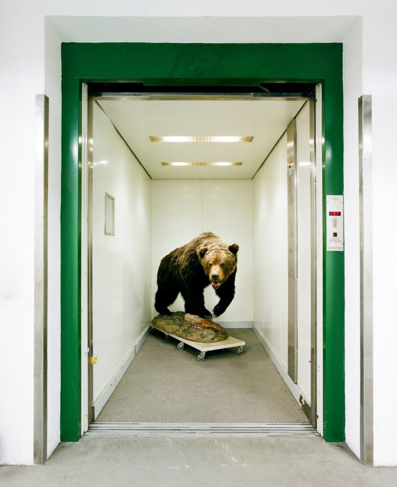 Klaus Pichler - Bear in the elevator of the Museum of Natural History, Vienna, 2010, from Skeletons in the Closet, from Skeletons in the Closet