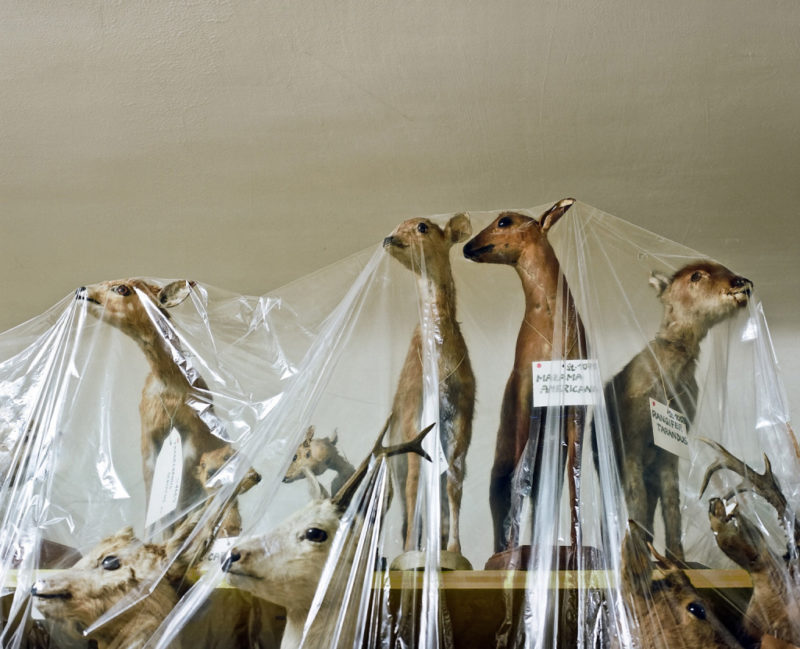 Klaus Pichler - Deer at the Museum of Natural History, Vienna, 2010, from Skeletons in the Closet