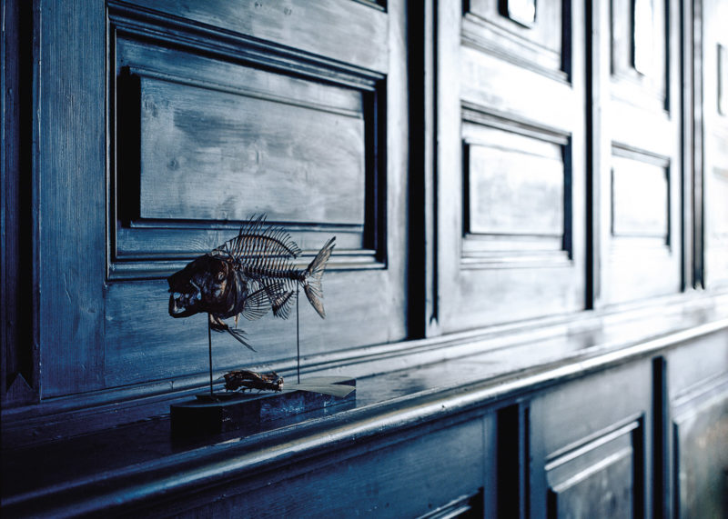 Klaus Pichler - Fish skeleton at the Museum of Natural History, Vienna, 2010, from Skeletons in the Closet