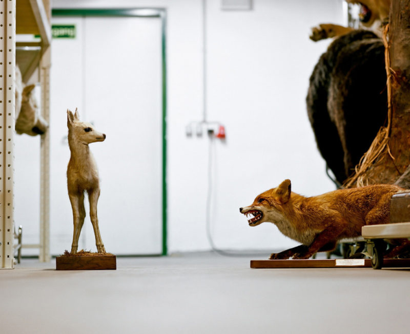 Klaus Pichler - Fox and baby deer at the Museum of Natural History, Vienna, 2010, from Skeletons in the Closet