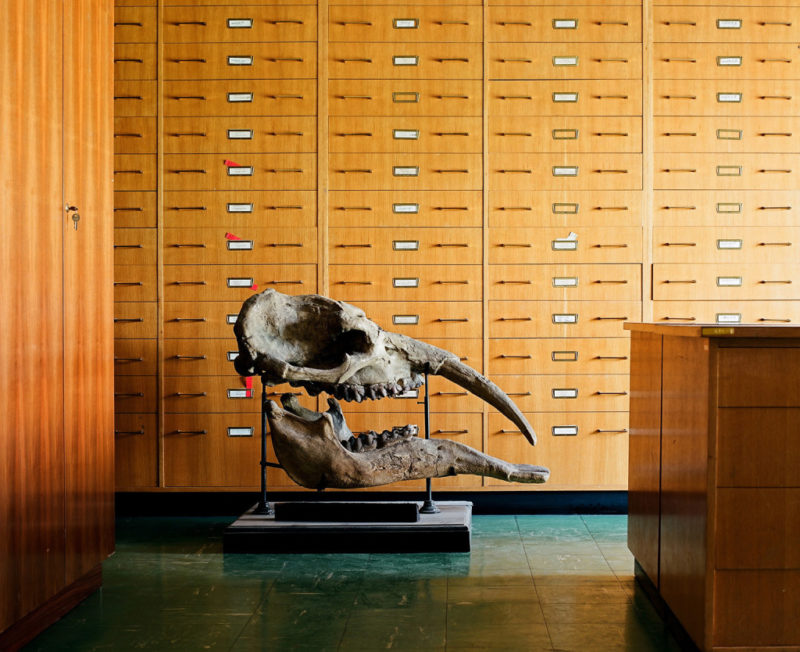 Klaus Pichler - Mastodon skull at the Museum of Natural History, Vienna, 2010, from Skeletons in the Closet