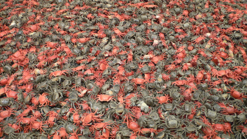 Ai Weiwei - He Xie (crabs), 3200 porcelain crabs, installation view, Hirshhorn Museum and Sculpture Garden