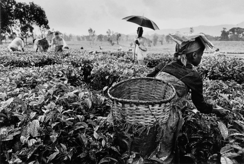 Sebastião Salgado – Workers, tea plantation, Rwanda, 1991