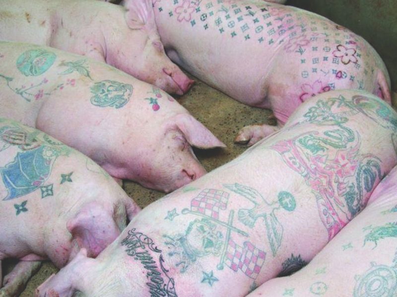 Wim Delvoye’s pig farm in China. Courtesy of the Internet