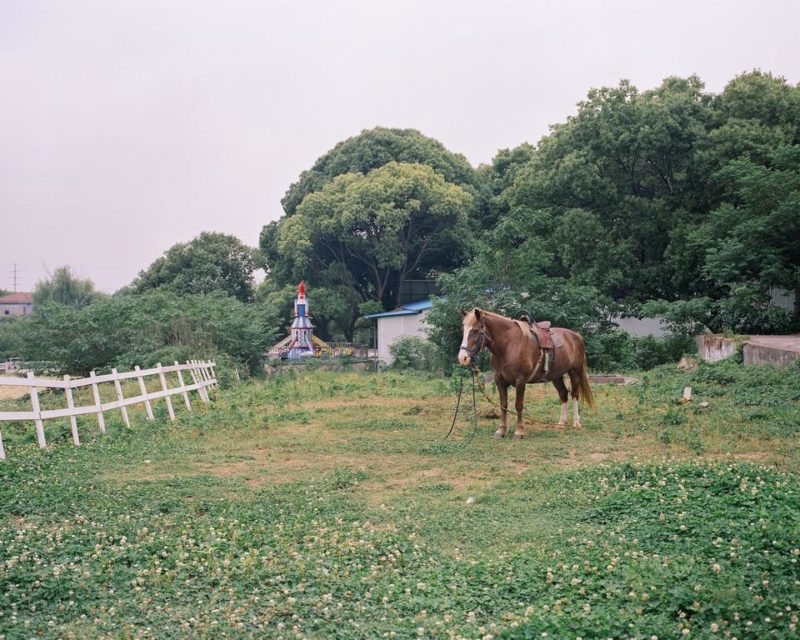 Shi Yangkun - Horse grazing in a park, Huaxi Village