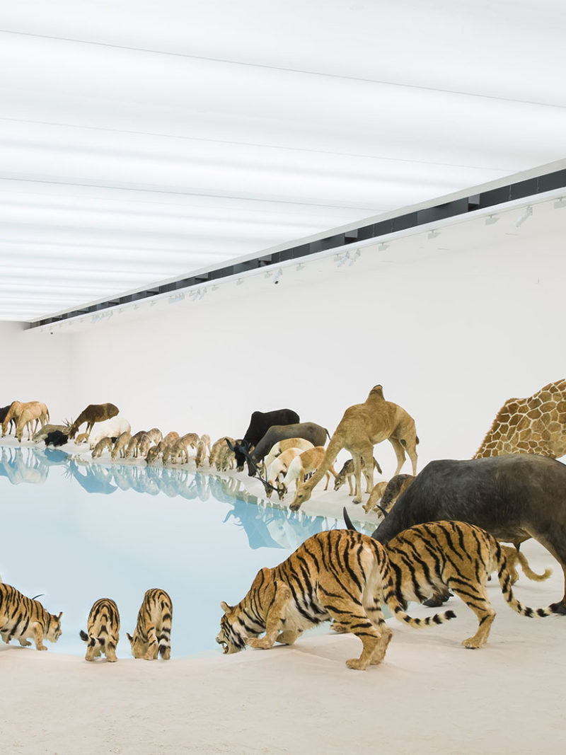 Cai-Guo-Qiang-Heritage-Wateringhole-99-life-sized-replicas-of-various-animals-water-sand-2013-Brisbane-Gallery-of-Modern-Art-1