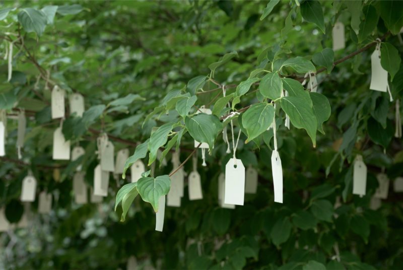 Yoko Ono - Wish Tree for Washington, DC, 2007, Hirshhorn Museum and Sculpture Garden, Smithsonian Institution, Washington, D.C.