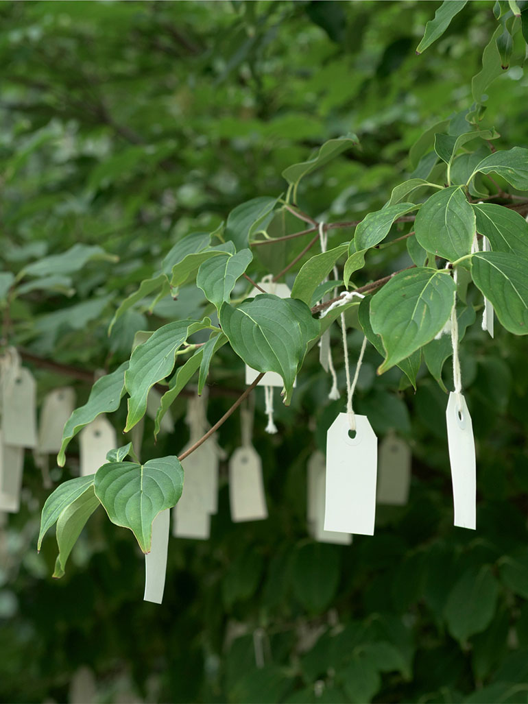 What is Yoko Ono's Wish Tree all about?