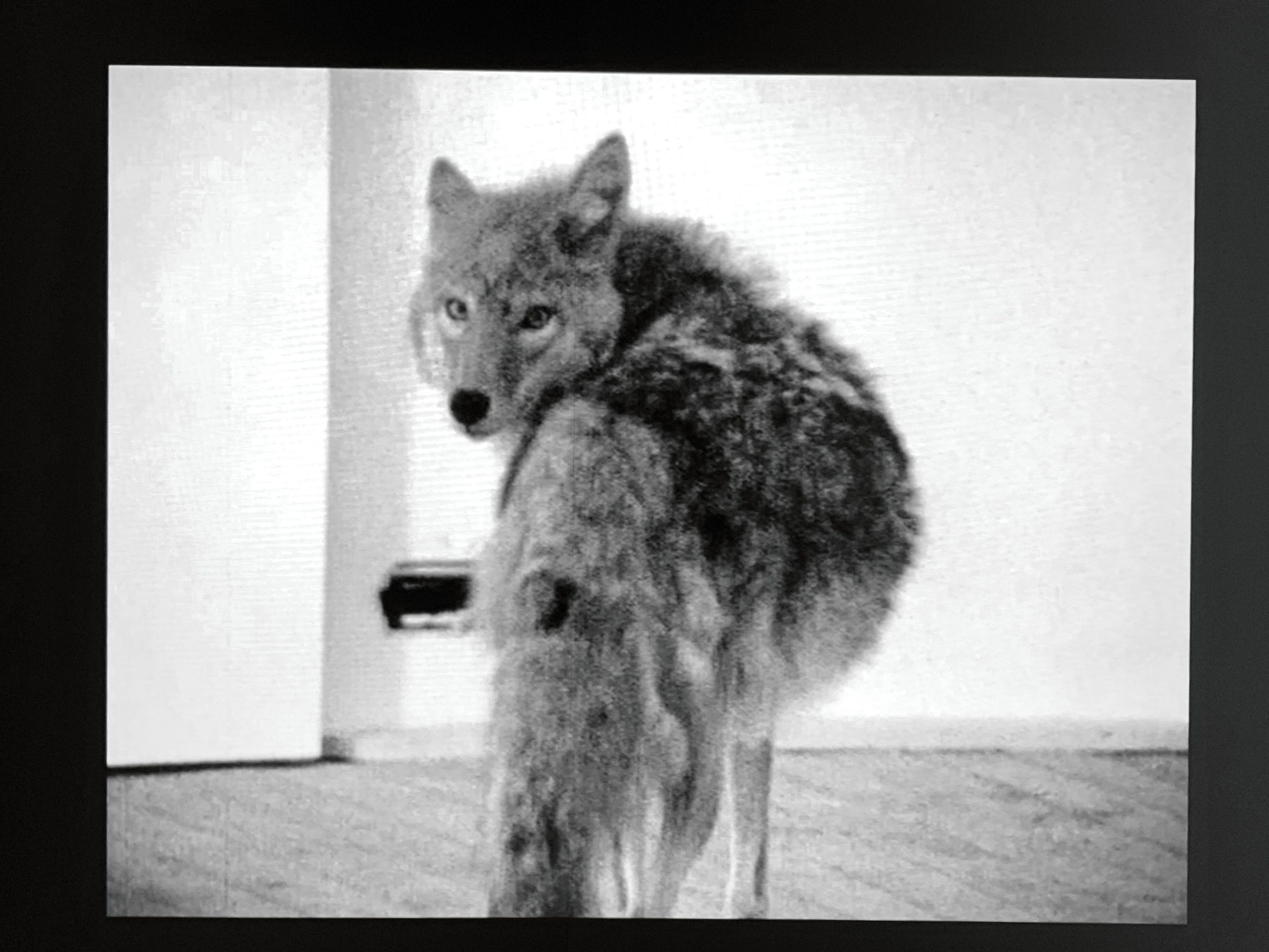 Joseph Beuys locked in with a Coyote – I like America