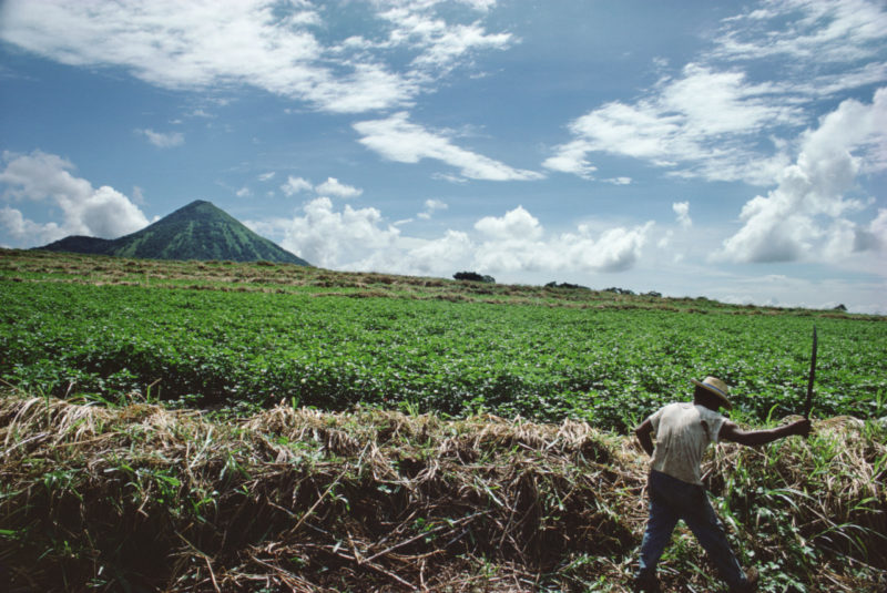 Susan Meiselas - Harvesting sugar cane near Leon. Nicaragua, 1979