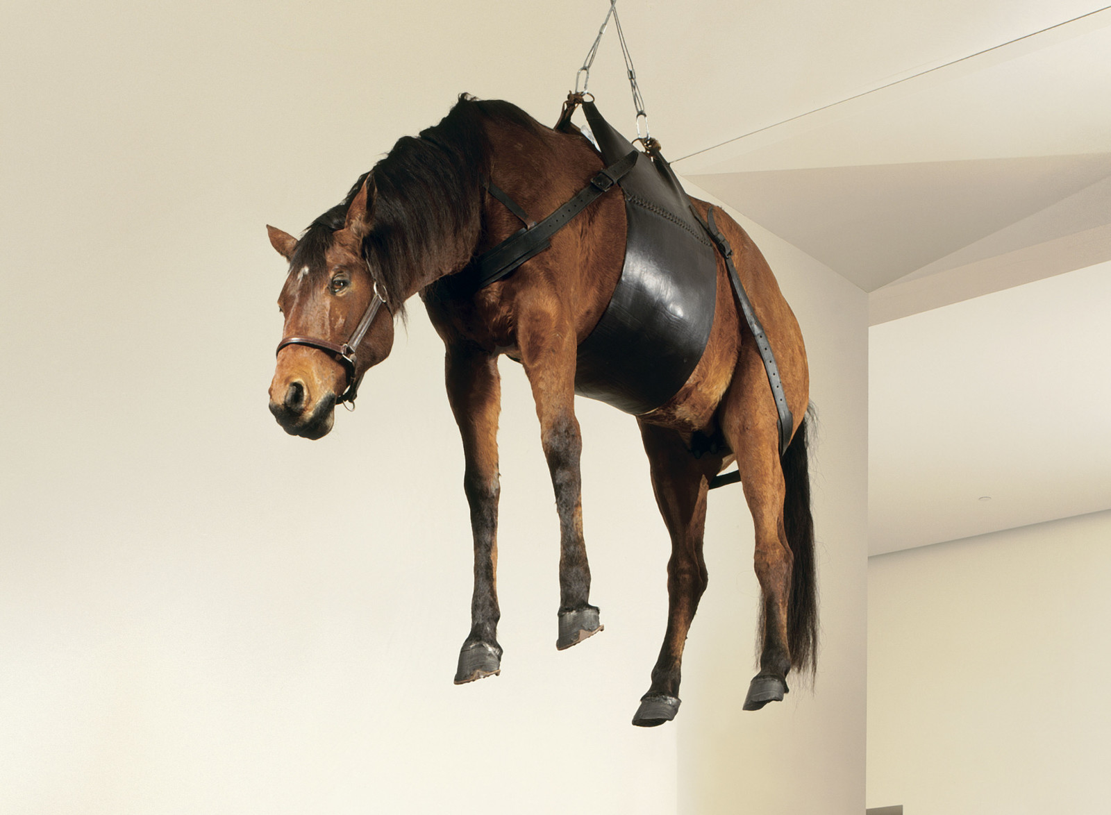 These are all of Maurizio Cattelan’s Horse sculptures