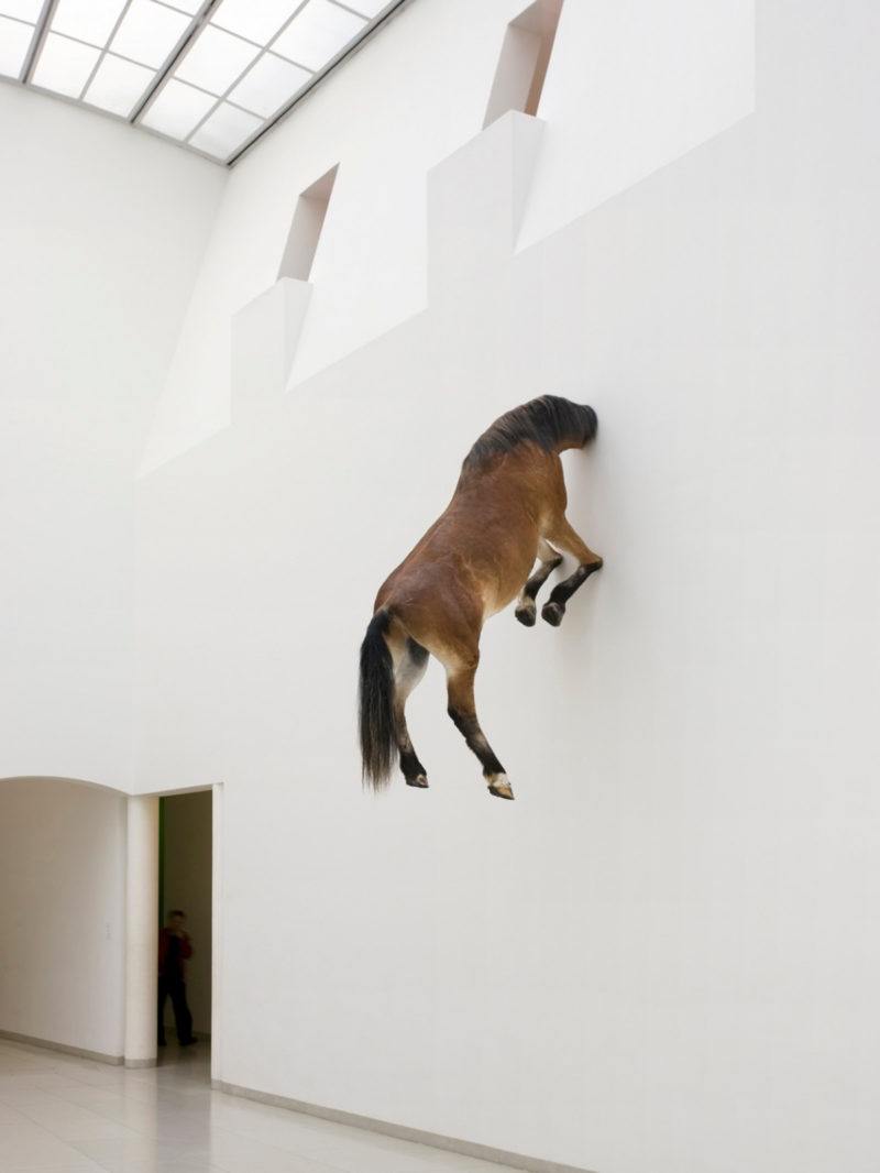 Maurizio Cattelan - Untitled, 2007, taxidermied horse, 300 x 170 x 80 cm, installation view, Museum für Modern Kunst, Frankfurt, Germany