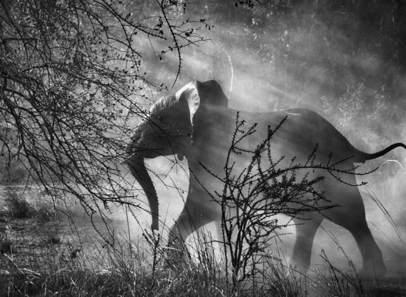 Sebastião Salgado - Elephant in Kafue National Park, Zambia, 2010