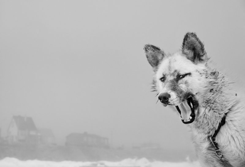 Ragnar Axelsson - Last Days of the Arctic